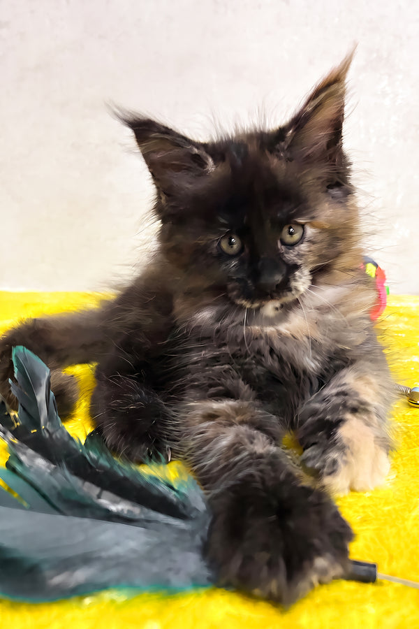 Olive | Maine Coon Kitten
