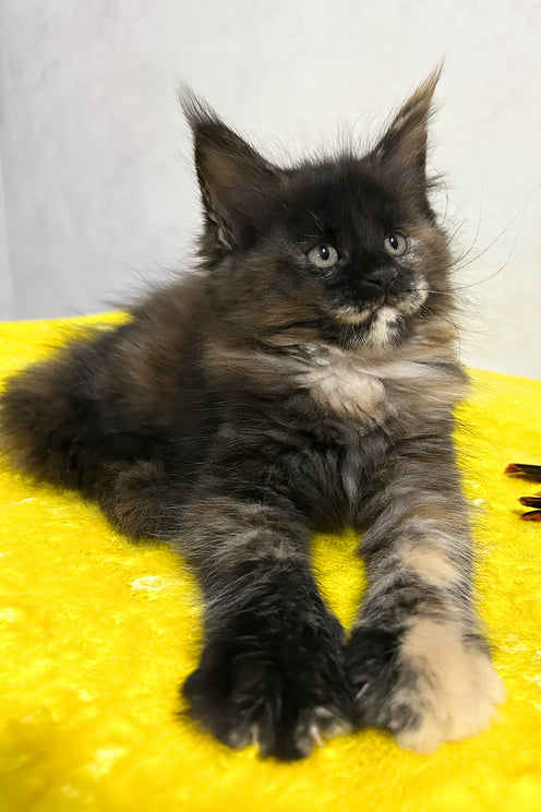 Olive | Maine Coon Kitten