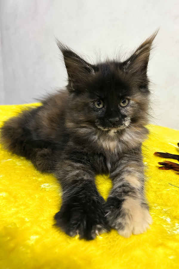 Olive | Maine Coon Kitten