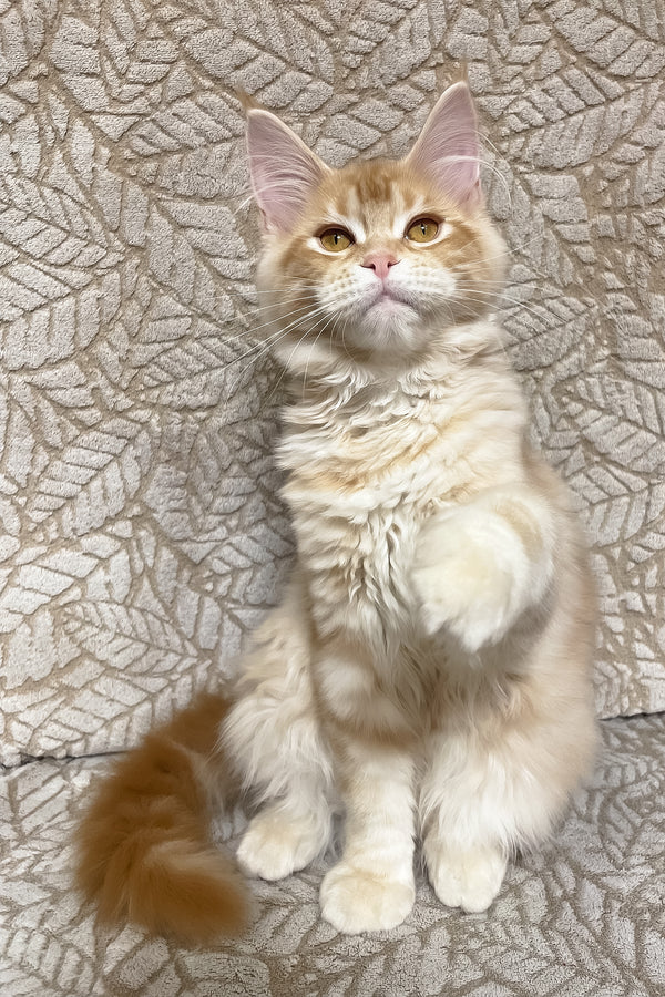 Orianna | Maine Coon Kitten