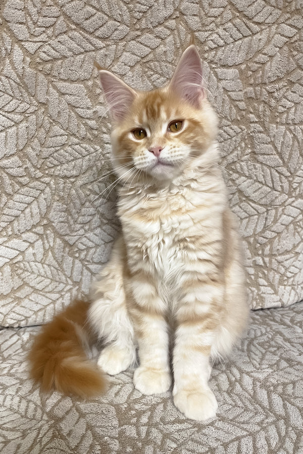 Orianna | Maine Coon Kitten