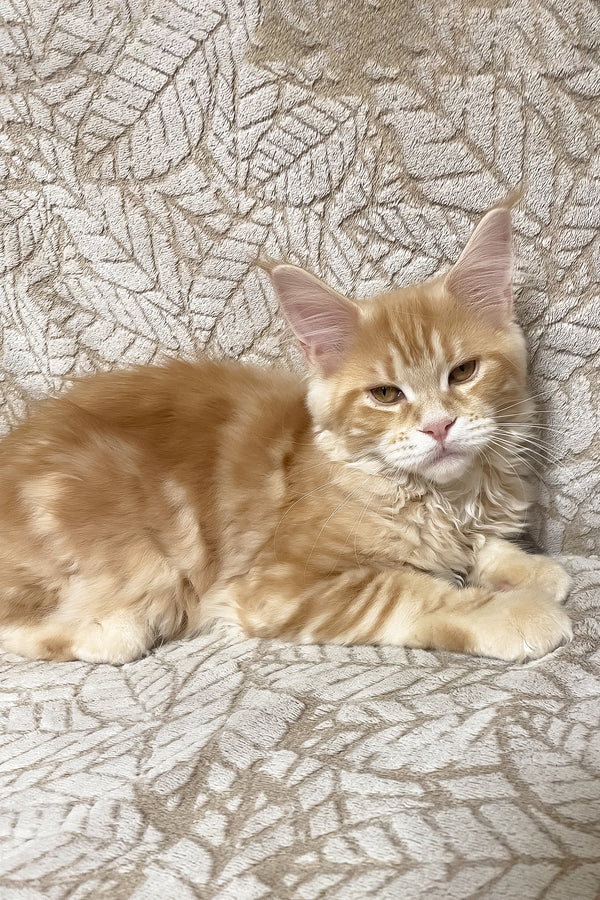 Orianna | Maine Coon Kitten