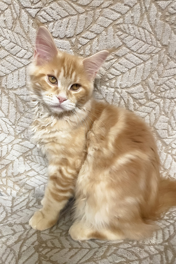 Orianna | Maine Coon Kitten