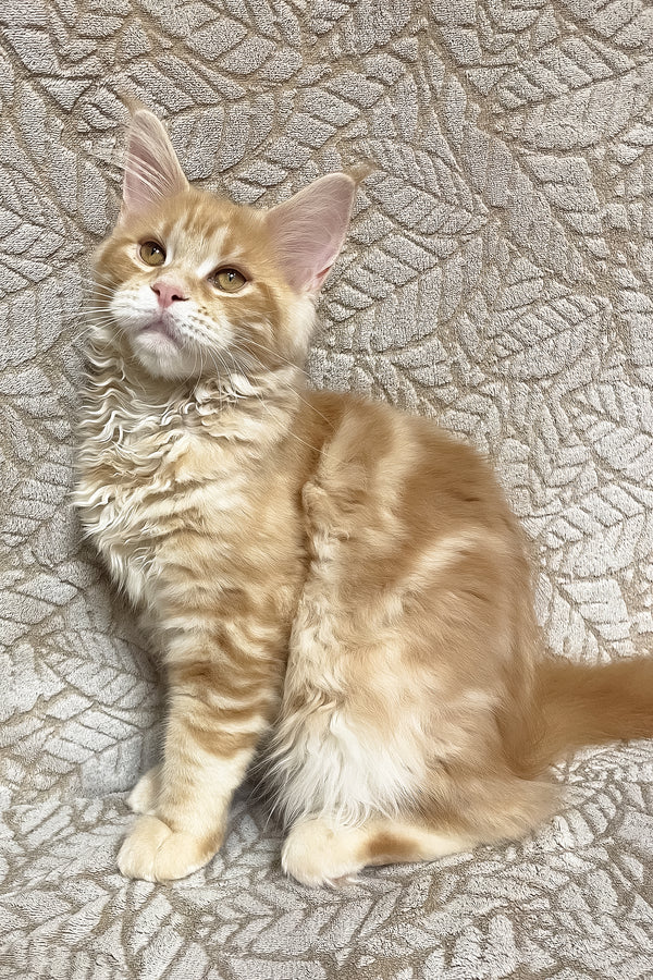 Orianna | Maine Coon Kitten