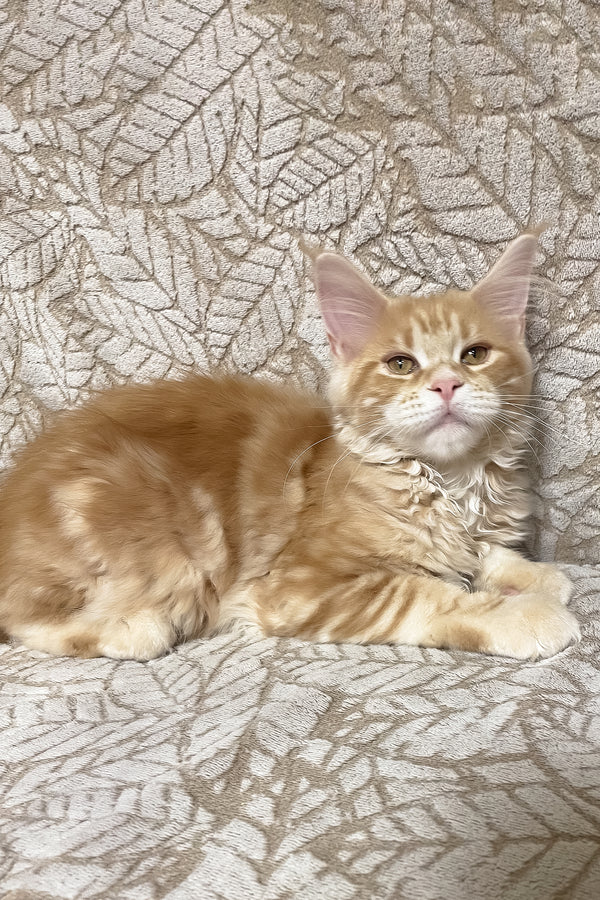 Orianna | Maine Coon Kitten