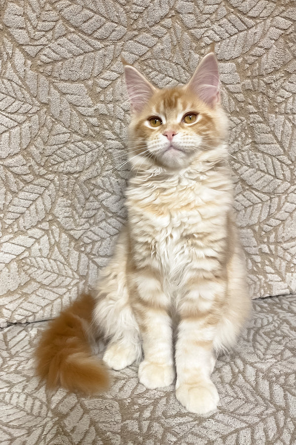 Orianna | Maine Coon Kitten