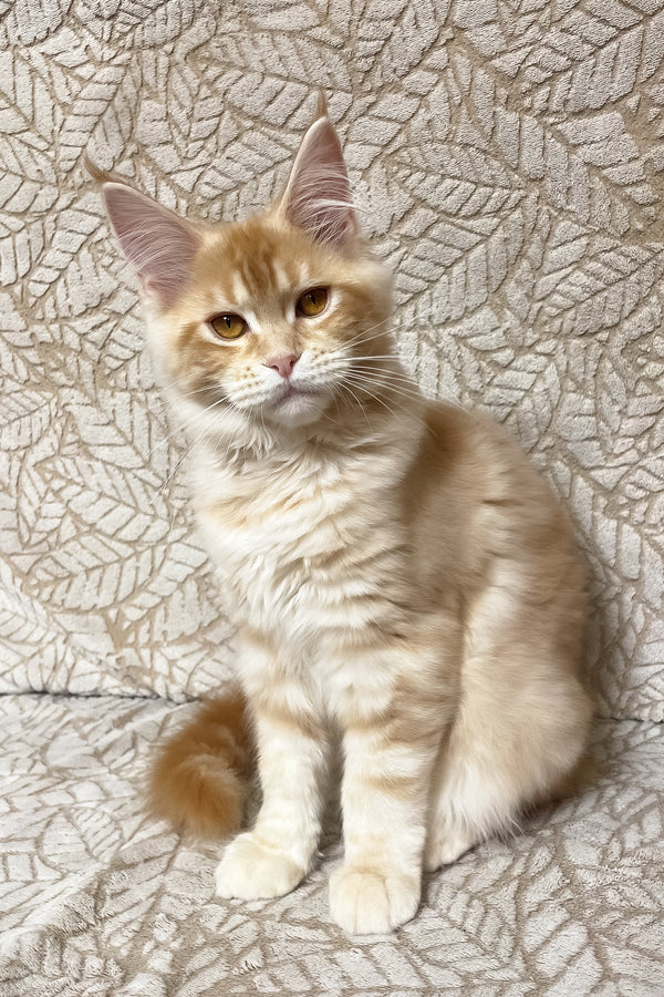 Orianna | Maine Coon Kitten