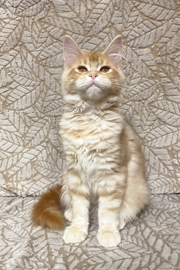 Orianna | Maine Coon Kitten