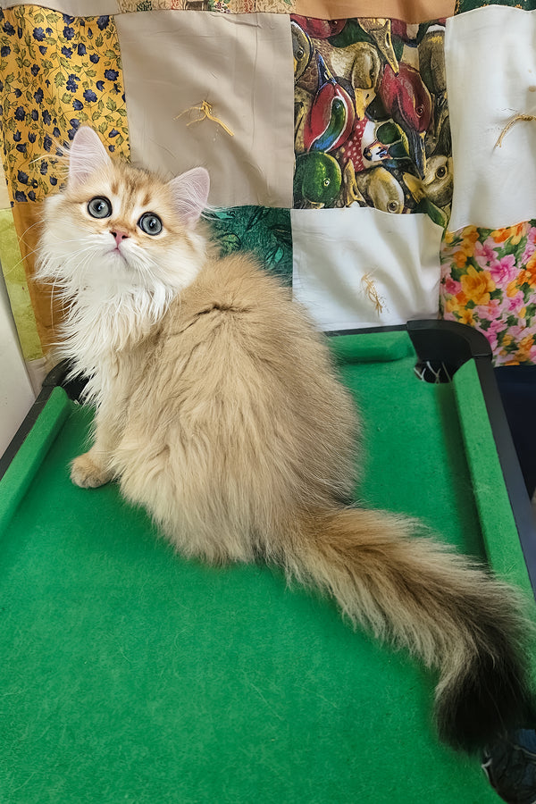 Orion | British Longhair Kitten