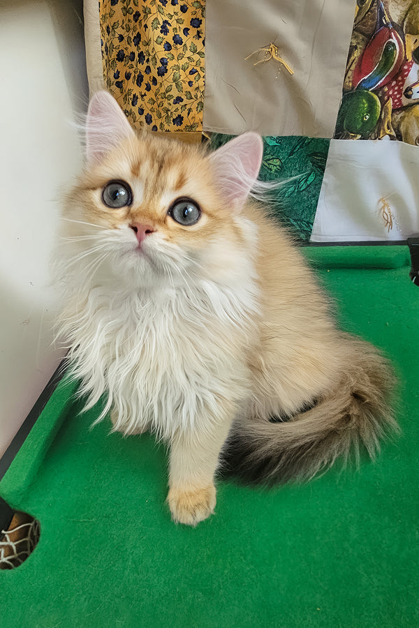 Orion | British Longhair Kitten