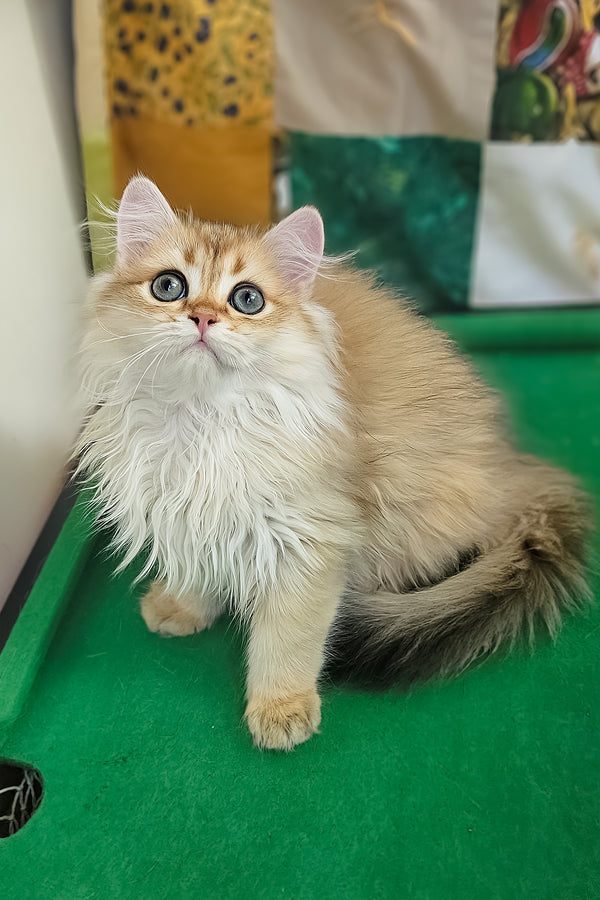 Orion | British Longhair Kitten