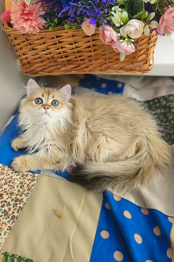 Orion | British Longhair Kitten