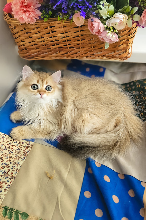 Orion | British Longhair Kitten