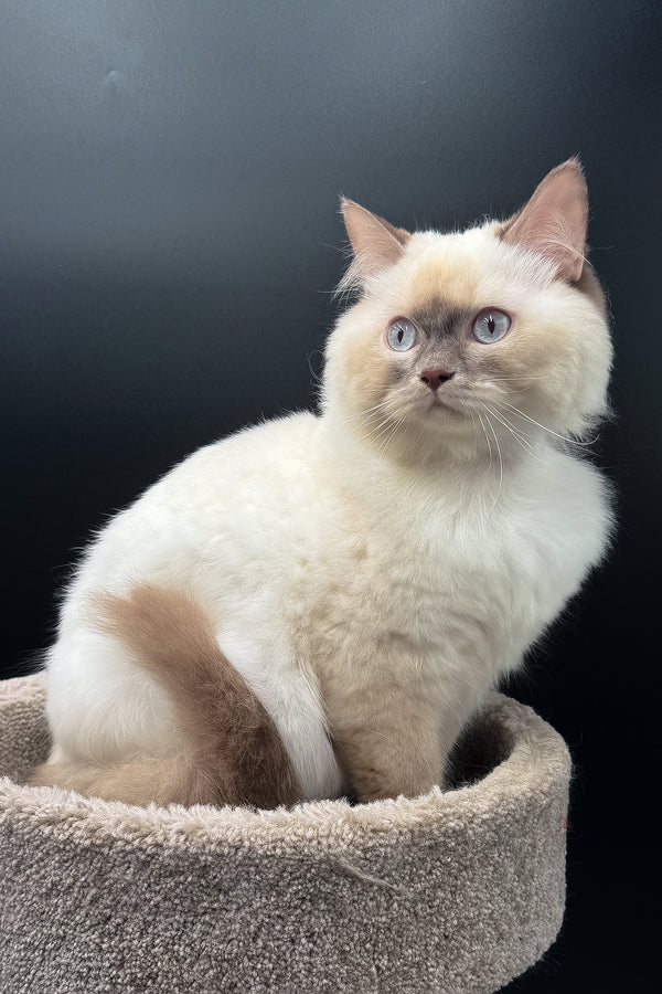 Oskar | British Longhair Kitten