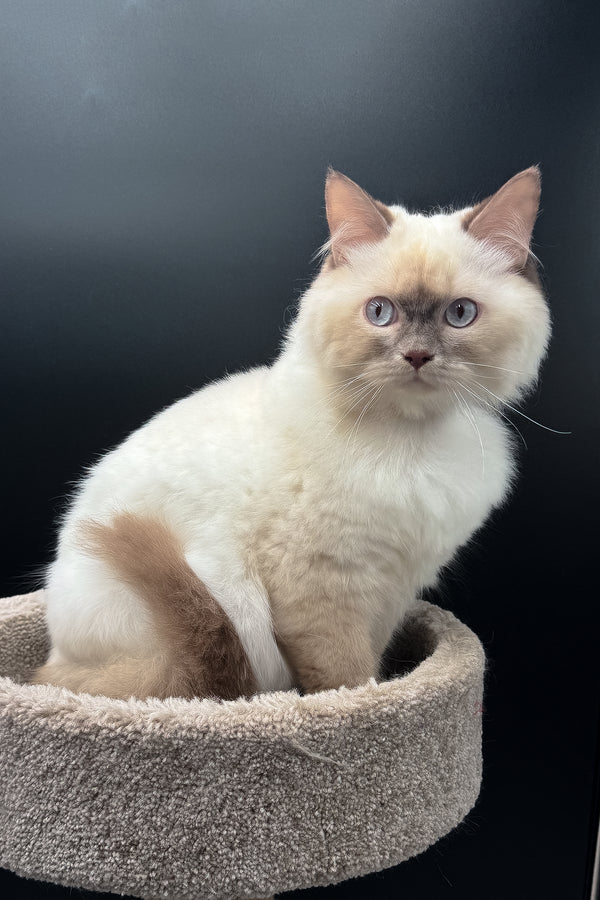 Oskar | British Longhair Kitten