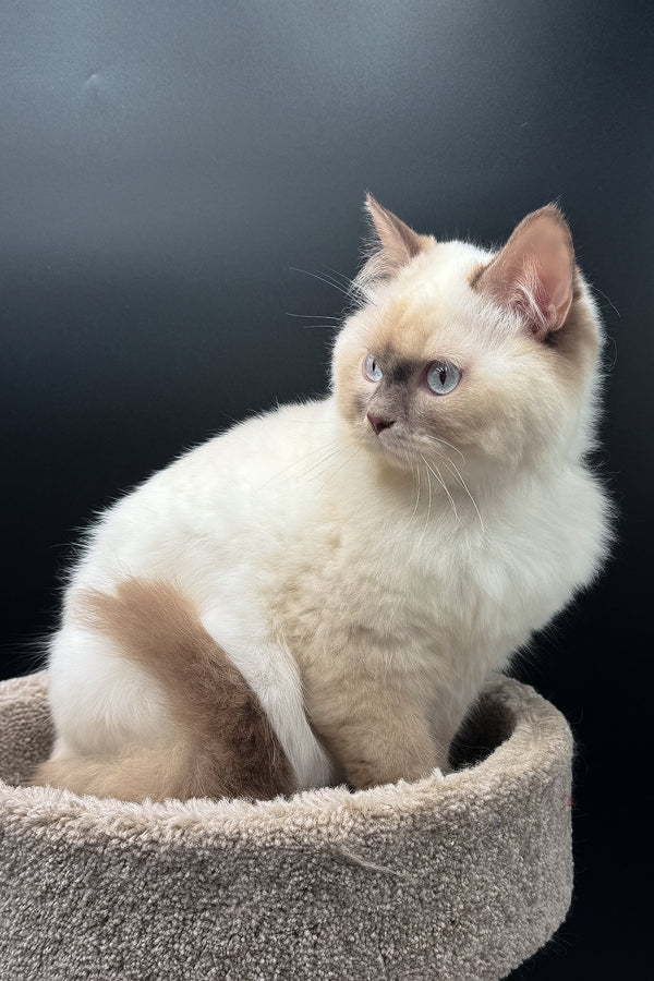 Oskar | British Longhair Kitten