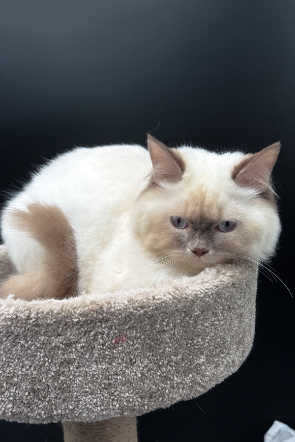 Oskar | British Longhair Kitten