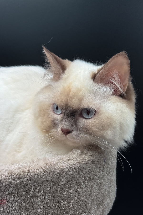 Oskar | British Longhair Kitten