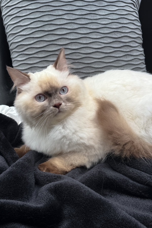 Oskar | British Longhair Kitten