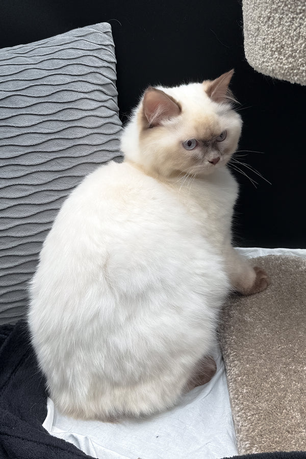 Oskar | British Longhair Kitten