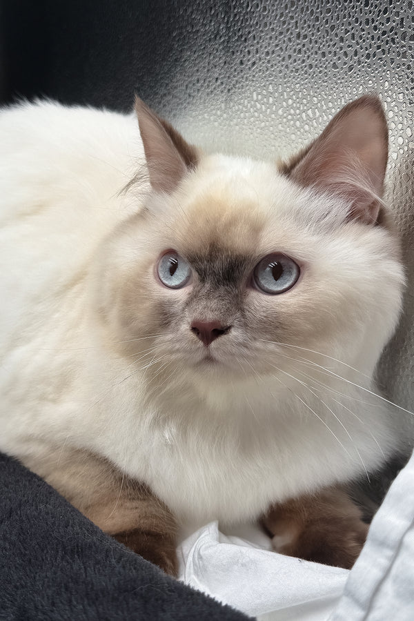 Oskar | British Longhair Kitten