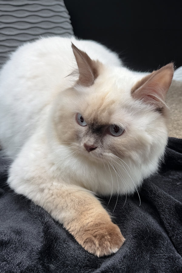 Oskar | British Longhair Kitten