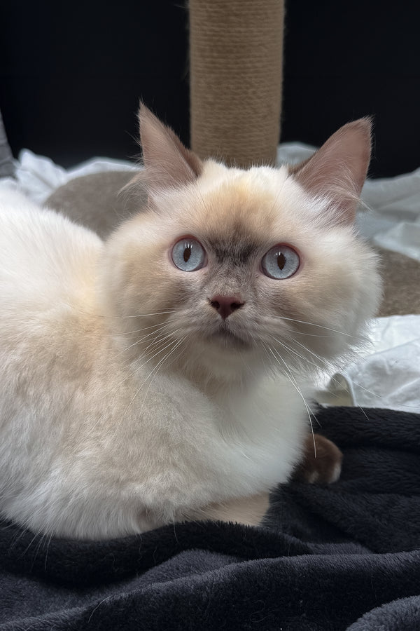 Oskar | British Longhair Kitten