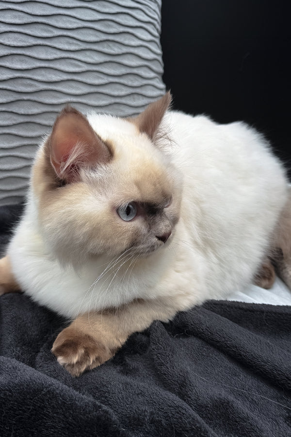 Oskar | British Longhair Kitten