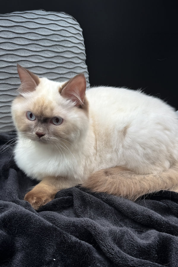 Oskar | British Longhair Kitten