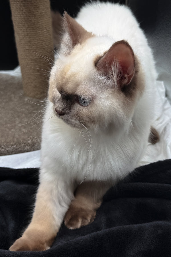 Oskar | British Longhair Kitten