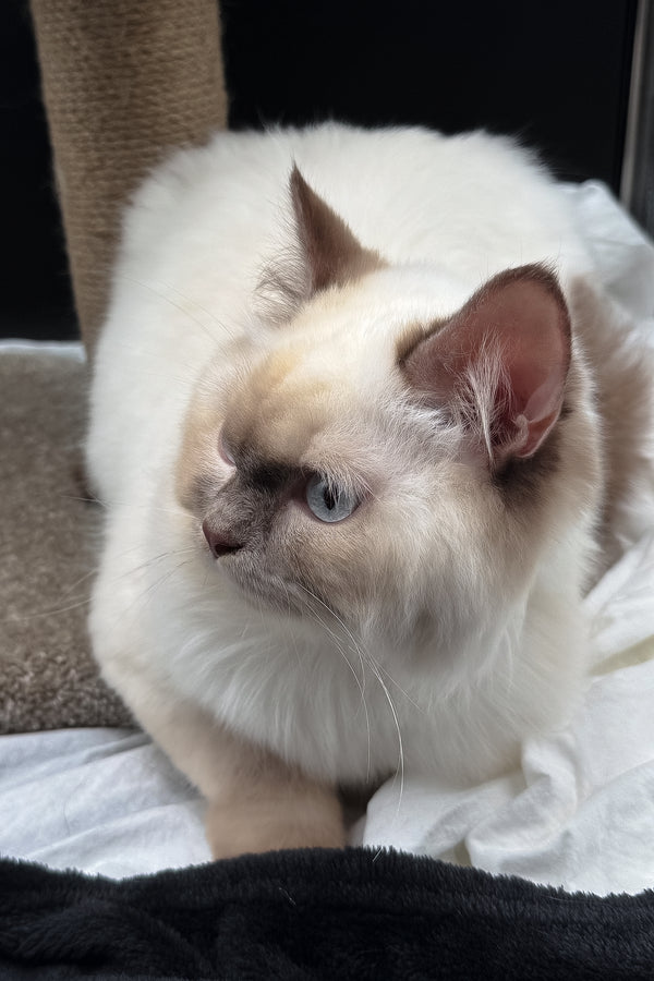 Oskar | British Longhair Kitten