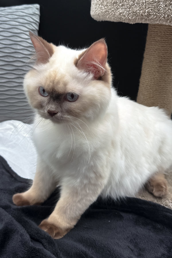 Oskar | British Longhair Kitten