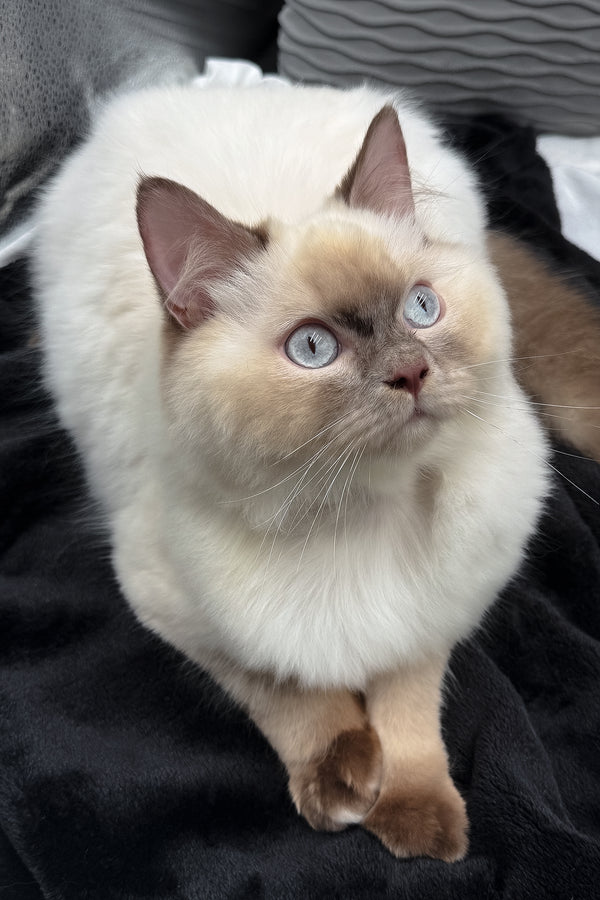 Oskar | British Longhair Kitten