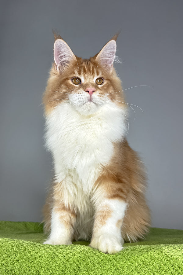 Otto | Maine Coon Kitten