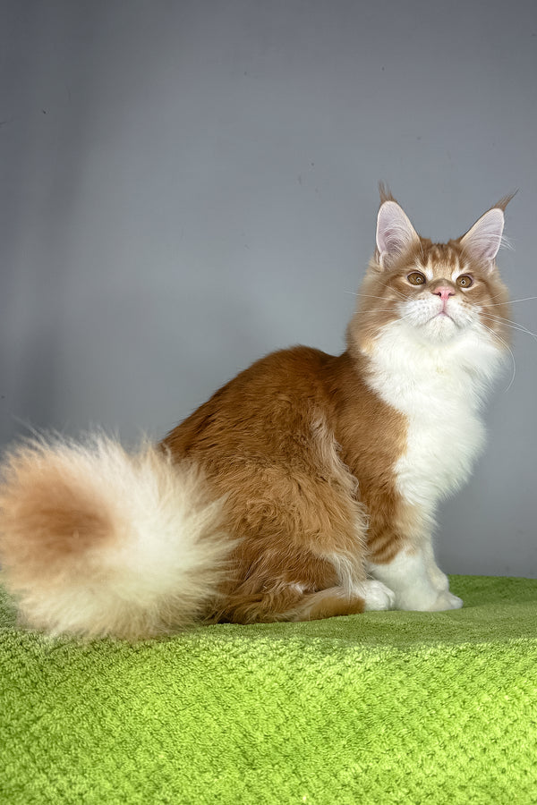 Otto | Maine Coon Kitten