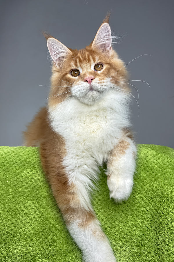 Otto | Maine Coon Kitten