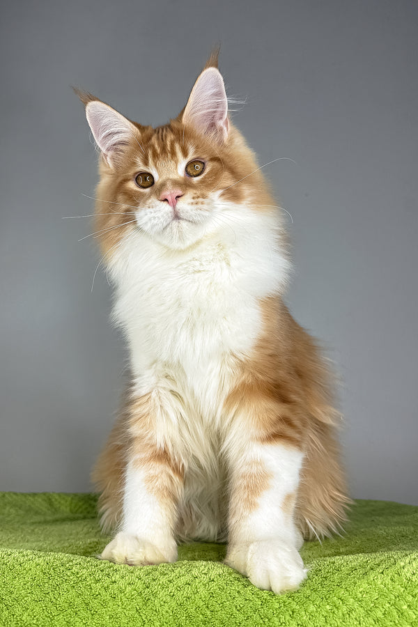 Otto | Maine Coon Kitten