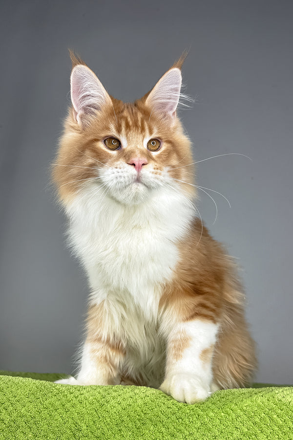 Otto | Maine Coon Kitten