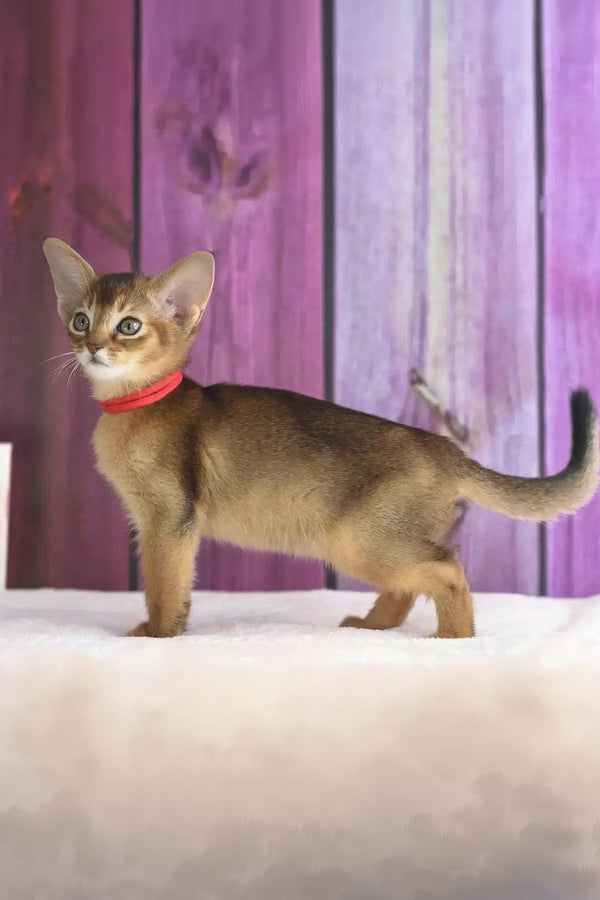 Xandria | Abyssinian Kitten