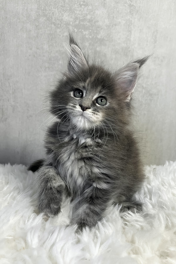 Pamela | Maine Coon Kitten