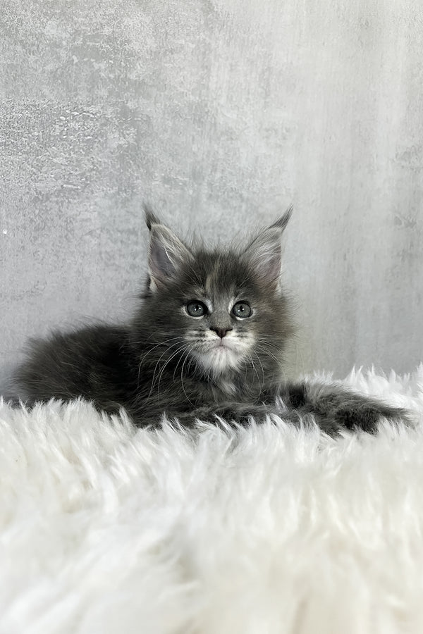 Pamela | Maine Coon Kitten