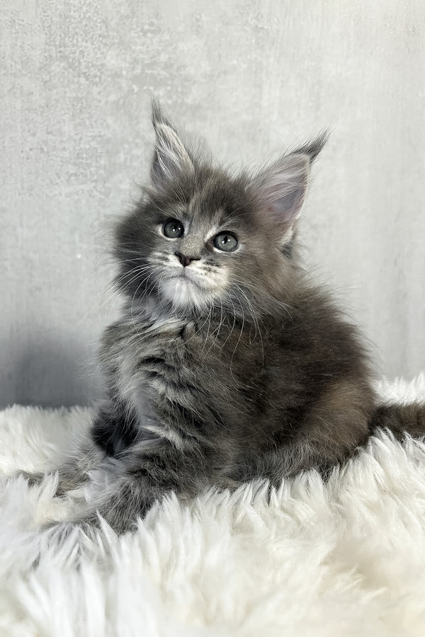 Pamela | Maine Coon Kitten