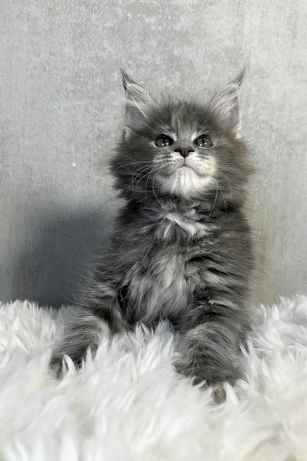 Pamela | Maine Coon Kitten