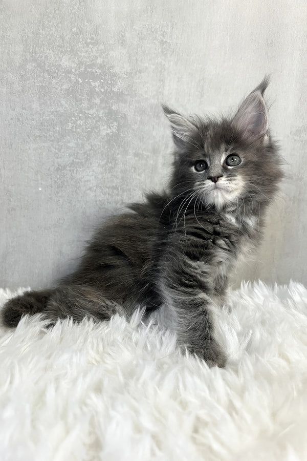 Pamela | Maine Coon Kitten