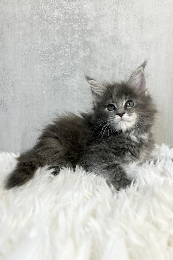 Pamela | Maine Coon Kitten