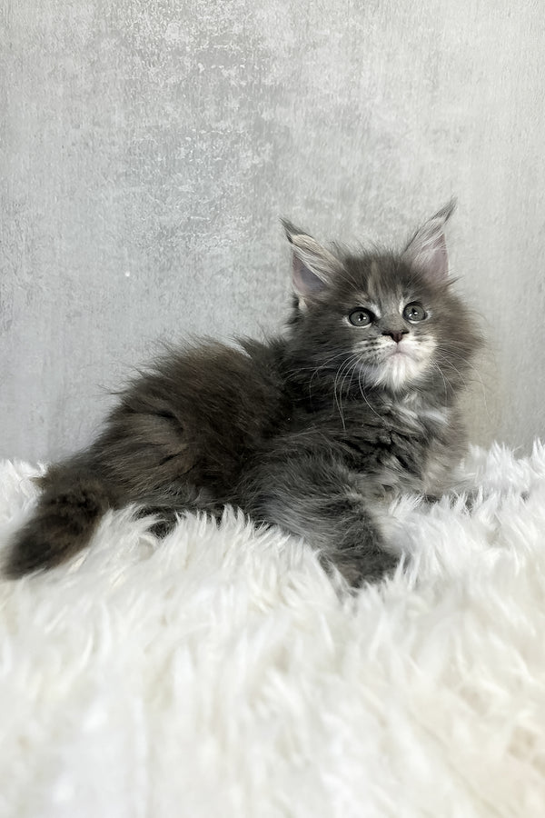 Pamela | Maine Coon Kitten