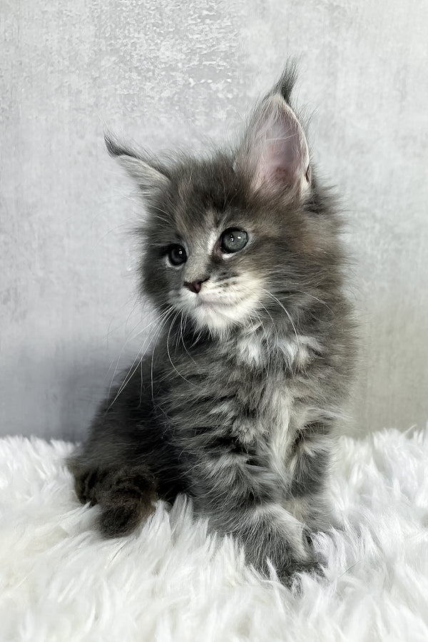 Pamela | Maine Coon Kitten