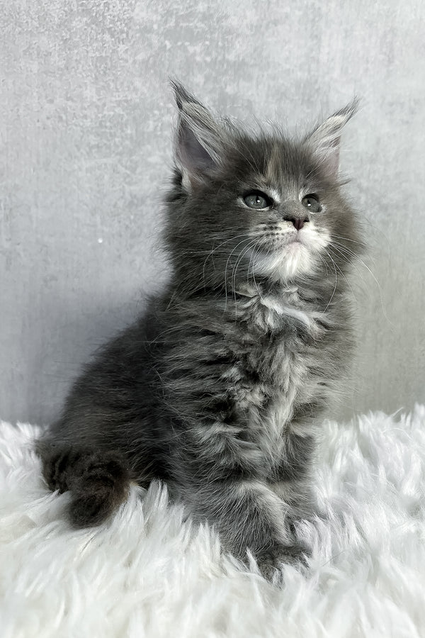 Pamela | Maine Coon Kitten
