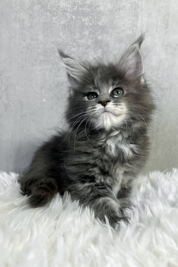 Pamela | Maine Coon Kitten