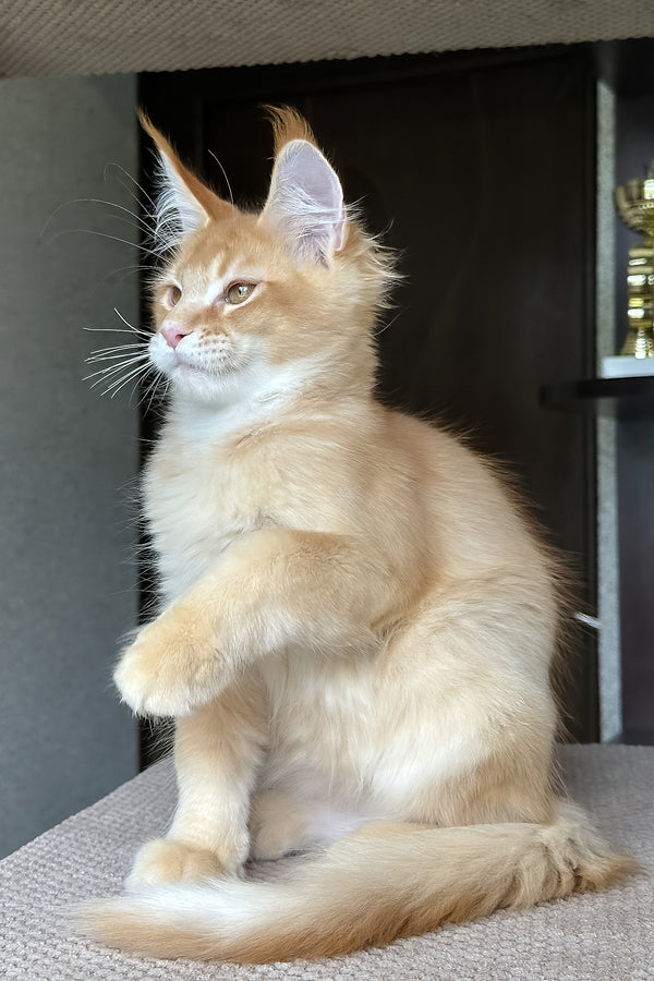 Phineas | Maine Coon Kitten